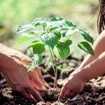 Circular del Instituto Colombiano Agropecuario ICA