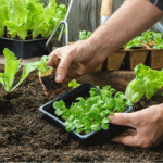 Capacitación sobre huertas caseras