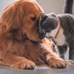 VETERINARIOS A REALIZAR REPORTE MENSUAL